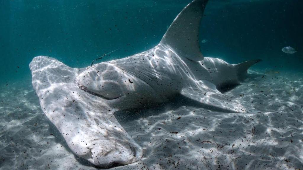Es casi seguro que este tiburón murió después de ser liberado, afirma el fotógrafo submarino Bryant Turffs.