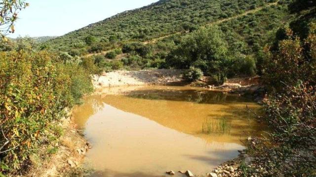 Foto: Agroanuncios