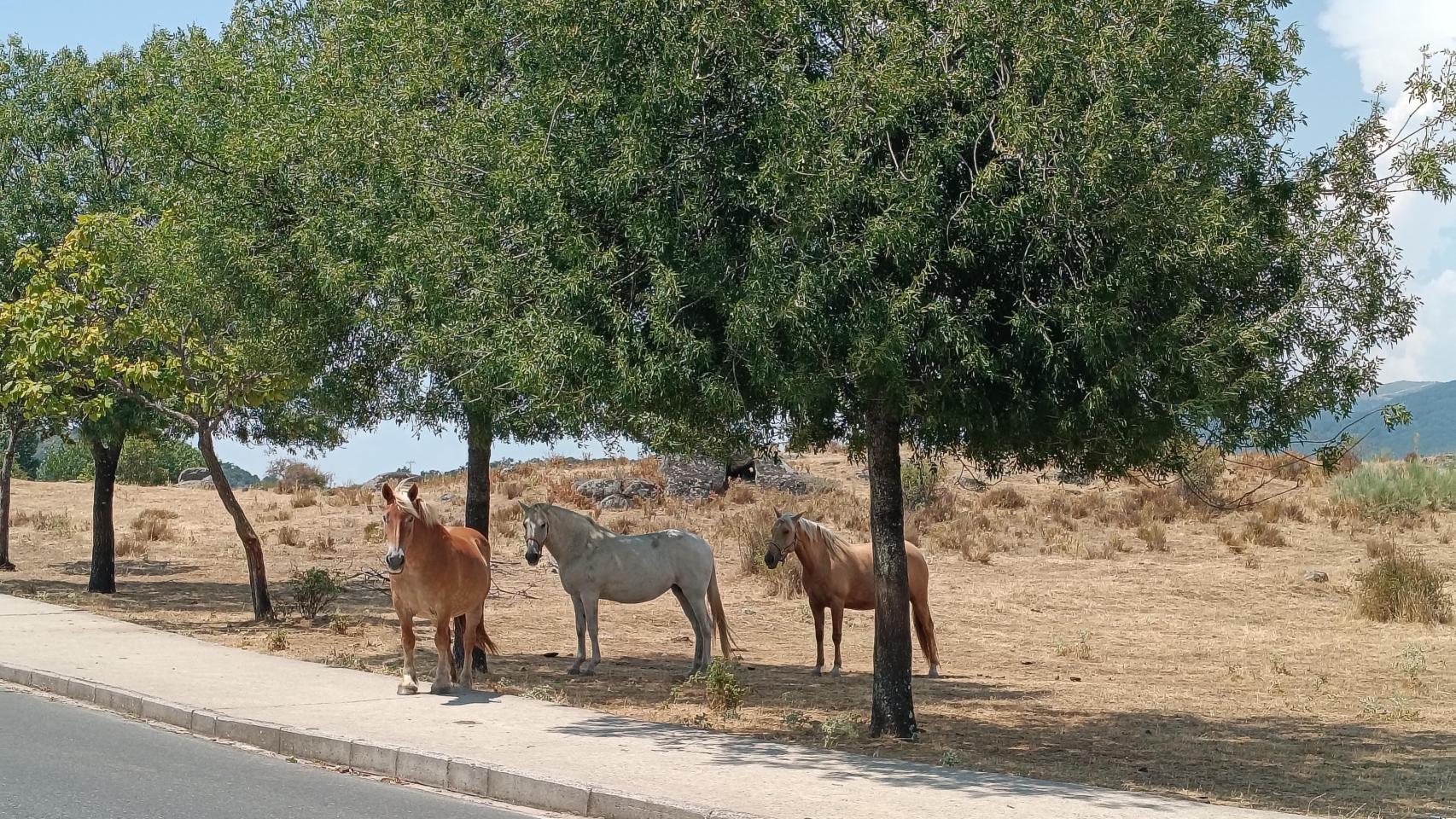 Imágenes tomadas con el Moto G56