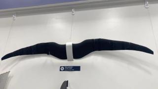 Uno de los drones-pájaro desarrollados por ingenieros de la Universidad de Surrey