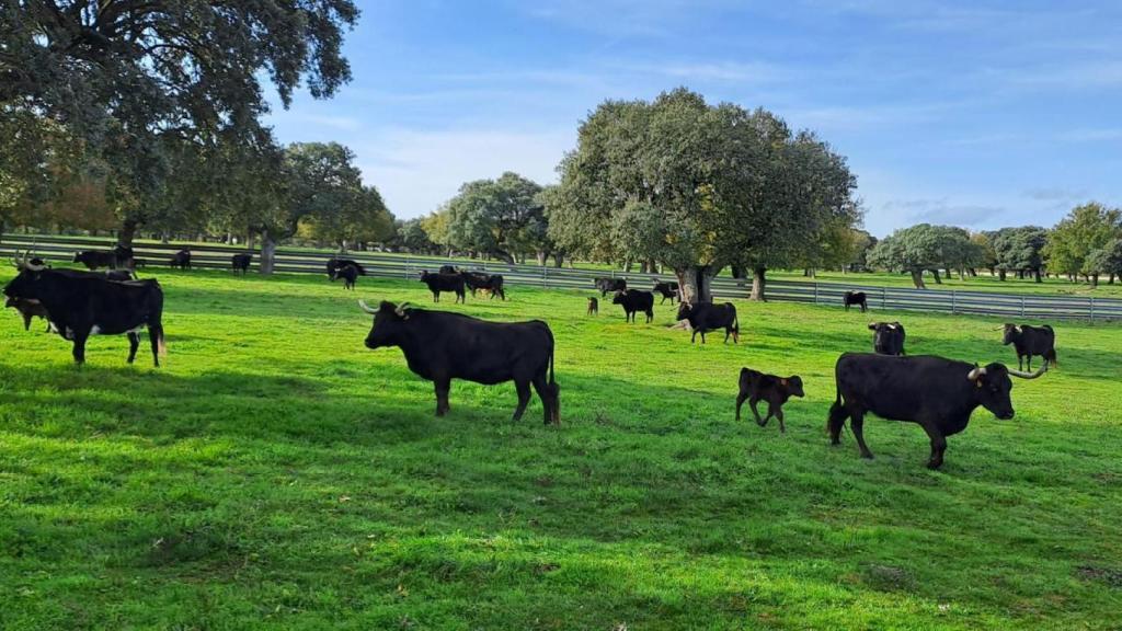 Asaja, contra las “proteínas alternativas”: La carne es un alimento insustituible. No admite falsas imitaciones