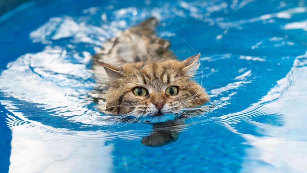 Un gato nadando en una piscina.