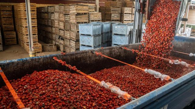 Carga del tomate en los camiones para la celebración de la Tomatina de Buñol (Valencia). Europa Press / Jorge Gil