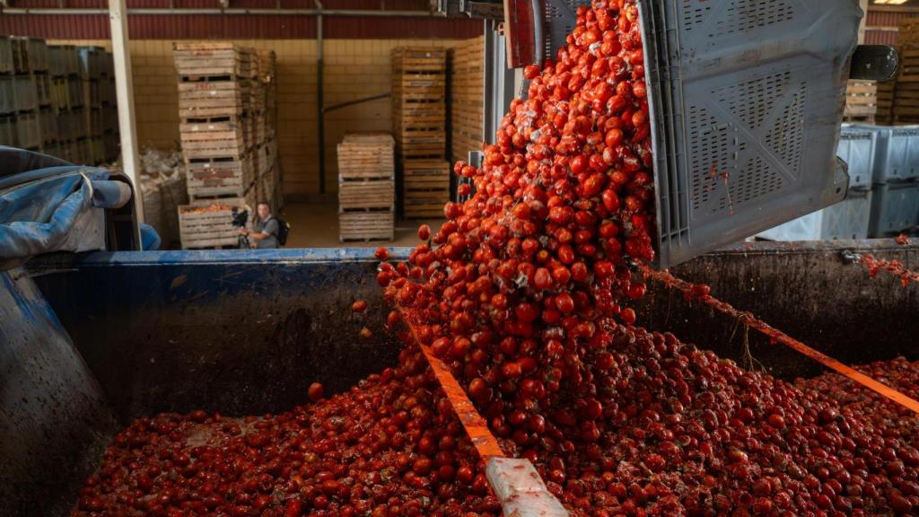 Carga del tomate en los camiones para la celebración de la Tomatina de Buñol (Valencia). Europa Press / Jorge Gil