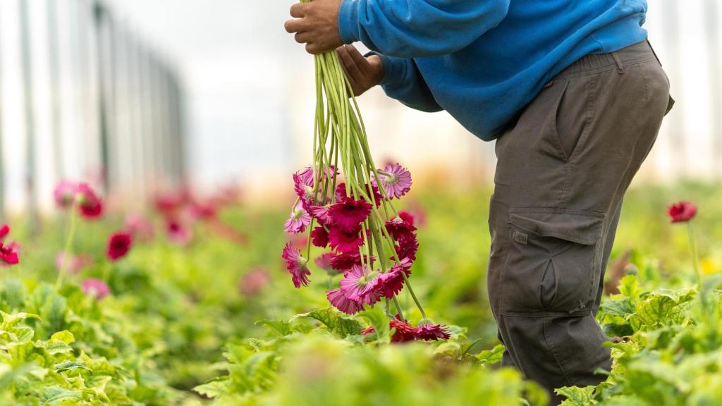 Proceso de la recogida de flores para los ramos de Flores Solidarias.