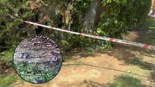 Ratas en el parque Bruil de Zaragoza.