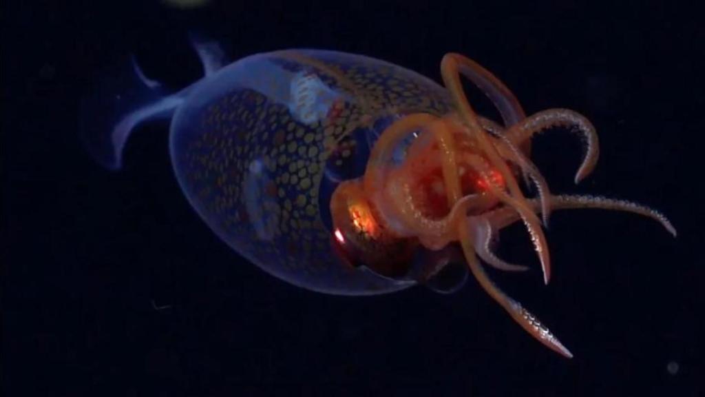 La primera observación confirmada en vivo del calamar colosal muestra al animal en su hábitat natural.