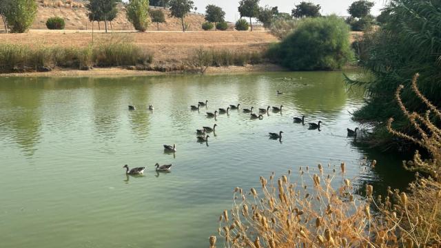 Gansos en la laguna del Parque del Tamarguillo.