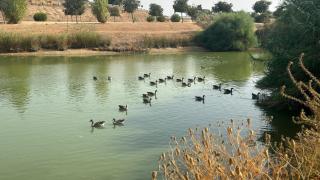 Gansos en la laguna del Parque del Tamarguillo.