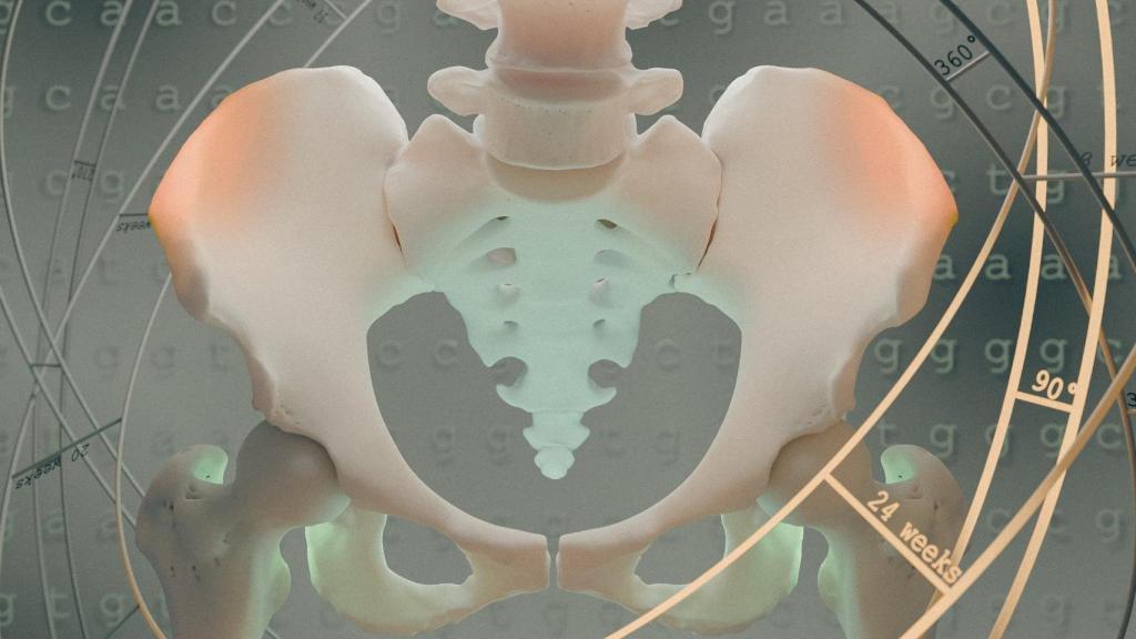 Representación de la evolución de la pelvis humana.