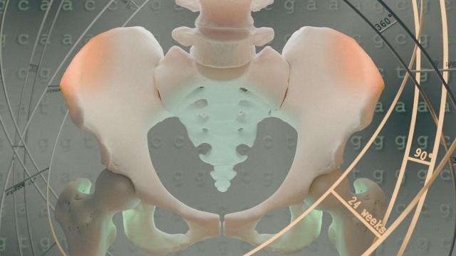 Representación de la evolución de la pelvis humana.