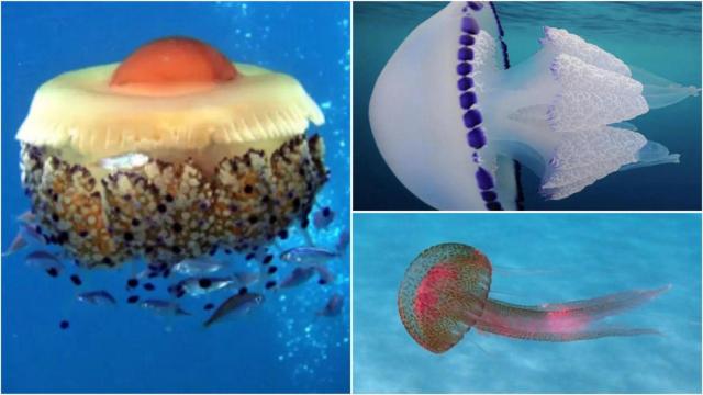 Las medusas más vistas en Málaga.