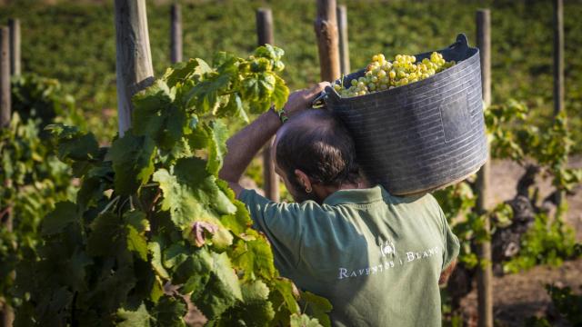 Vendimia en Raventós i Blanc