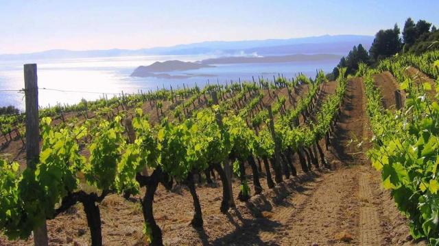 Viñedos en Santorini.