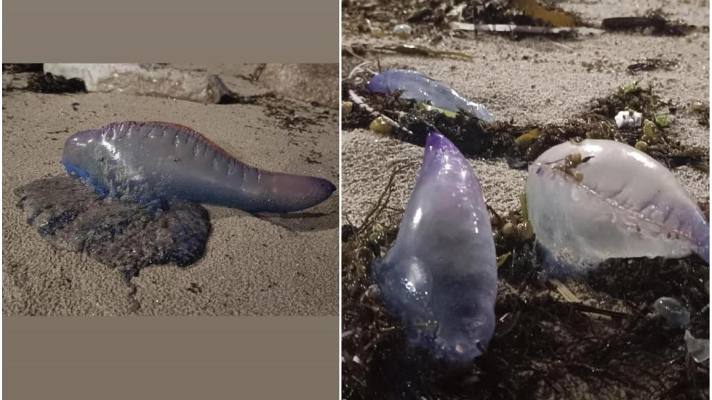 Imagen de las carabelas portuguesas encontradas en la playa de Matadero