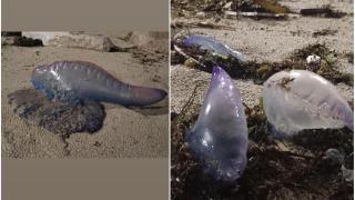 Imagen de las carabelas portuguesas encontradas en la playa de Matadero