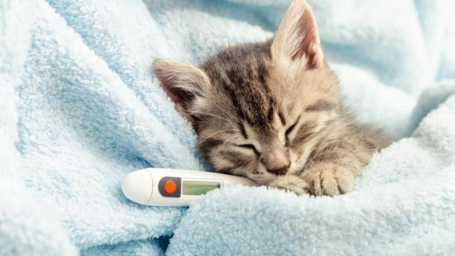 Un gatito con un termómetro al lado.