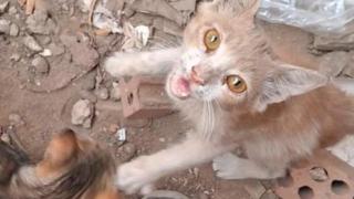 Un gato hambriento en las calle destruidas de la Franja de Gaza.