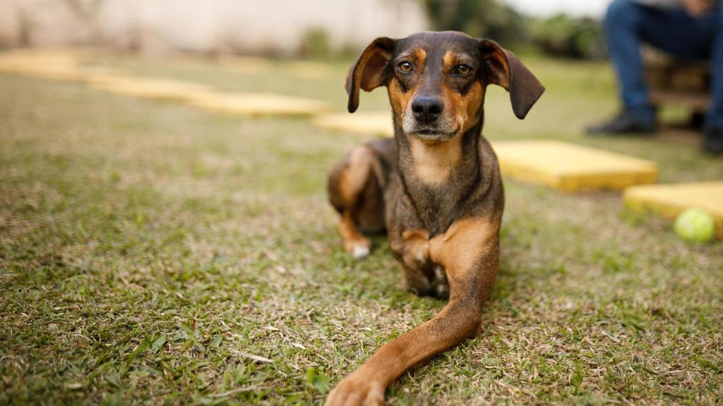 Un perro a tres patas sentado en el suelo.