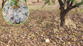 El granizo ha castigado especialmente a la uva y la almendra.