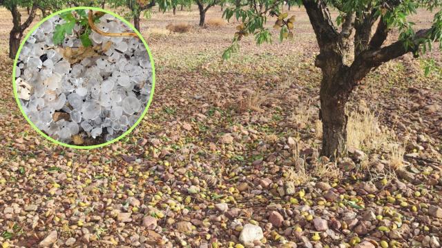 El granizo ha castigado especialmente a la uva, la oliva y la almendra.