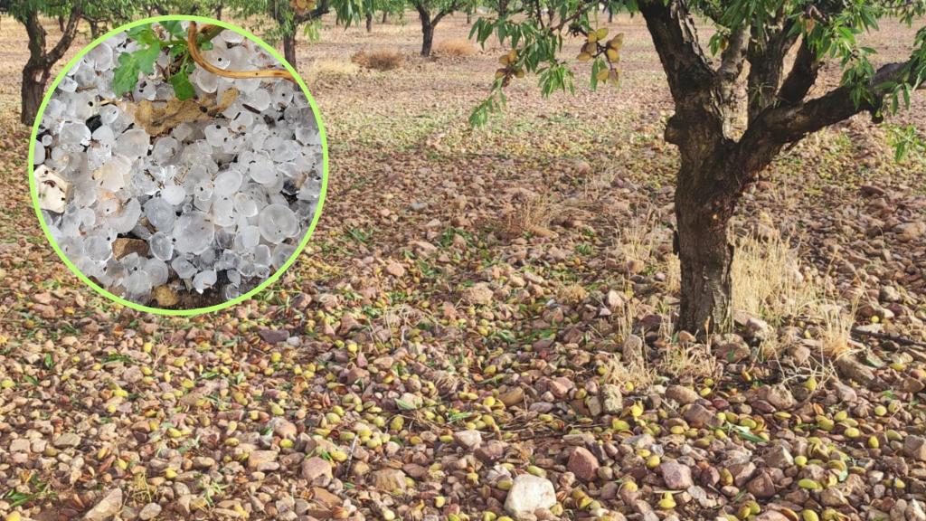 El granizo ha castigado especialmente a la uva, la oliva y la almendra.