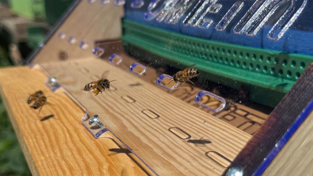 El invento de Ornetin que acaba con la avispa asiática.