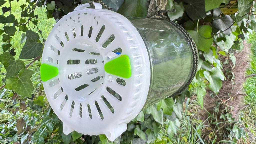 El invento de Ornetin que acaba con la avispa asiática.