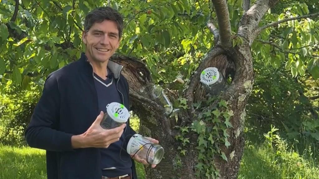 El invento de Ornetin que acaba con la avispa asiática.