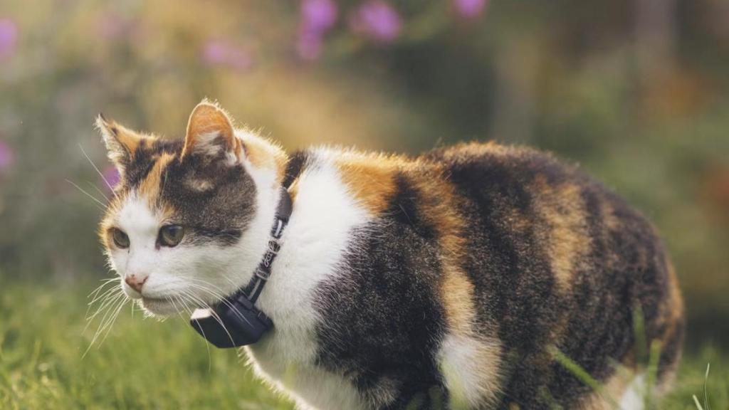 Collar inteligente para mascotas.