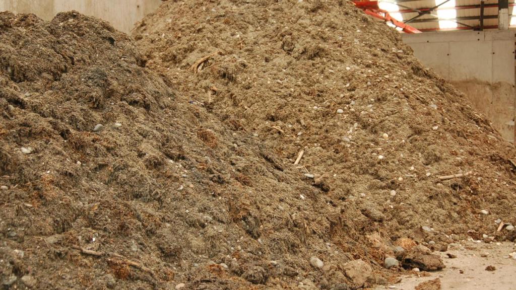 Algas en el centro de tratamiento de residuos