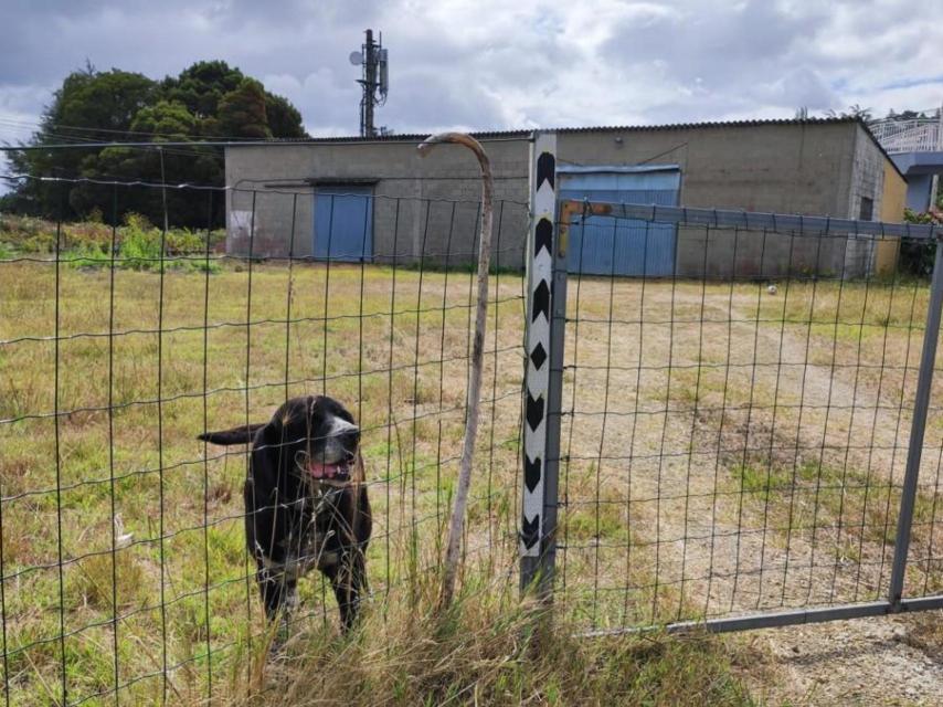 'Beethoven' protege la finca de la familia Becerra.