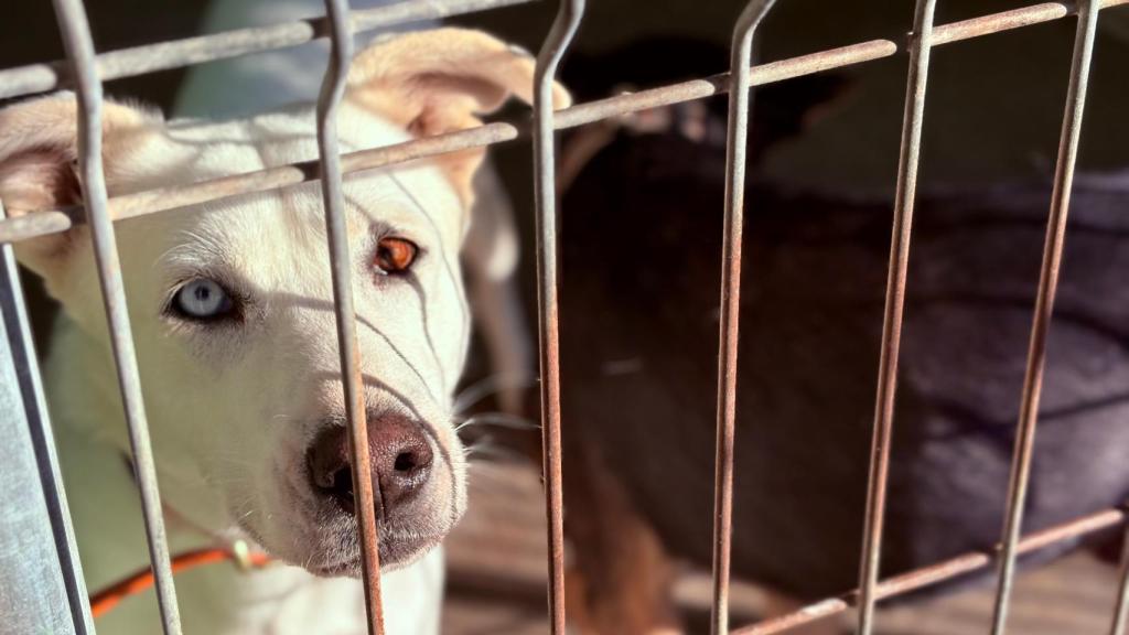 Lumi, una de las perras que está en Asoka