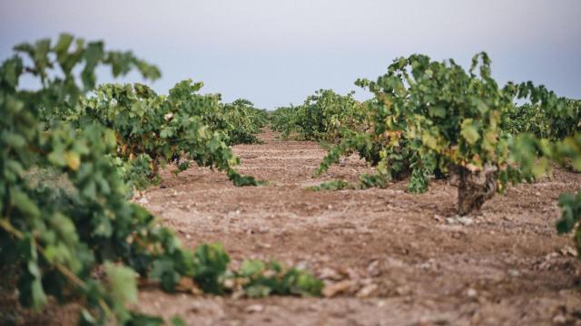 Viñedos de El Vínculo.