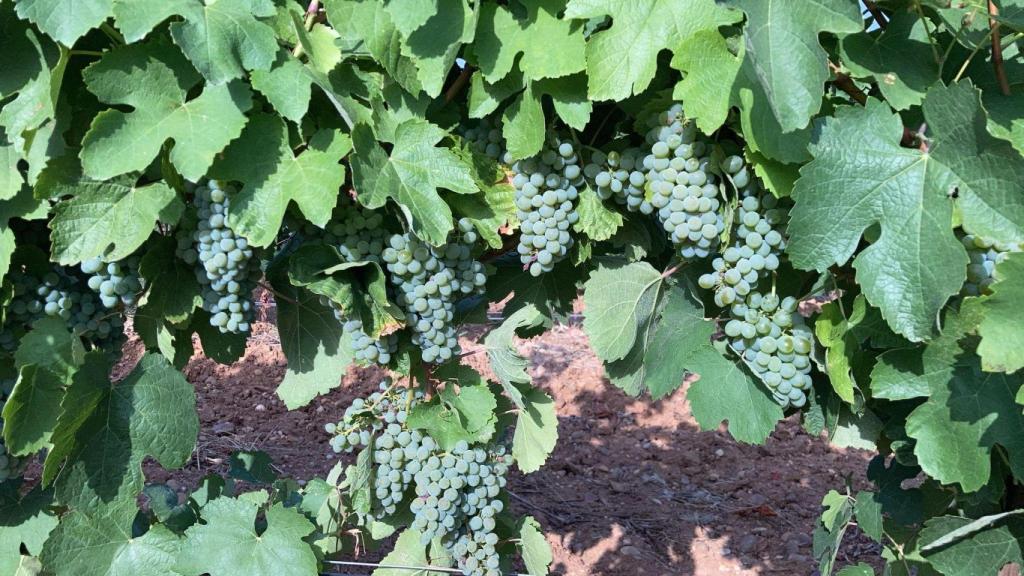 Viñedo afectado por el mildiu en un viñedo de la DO Rueda