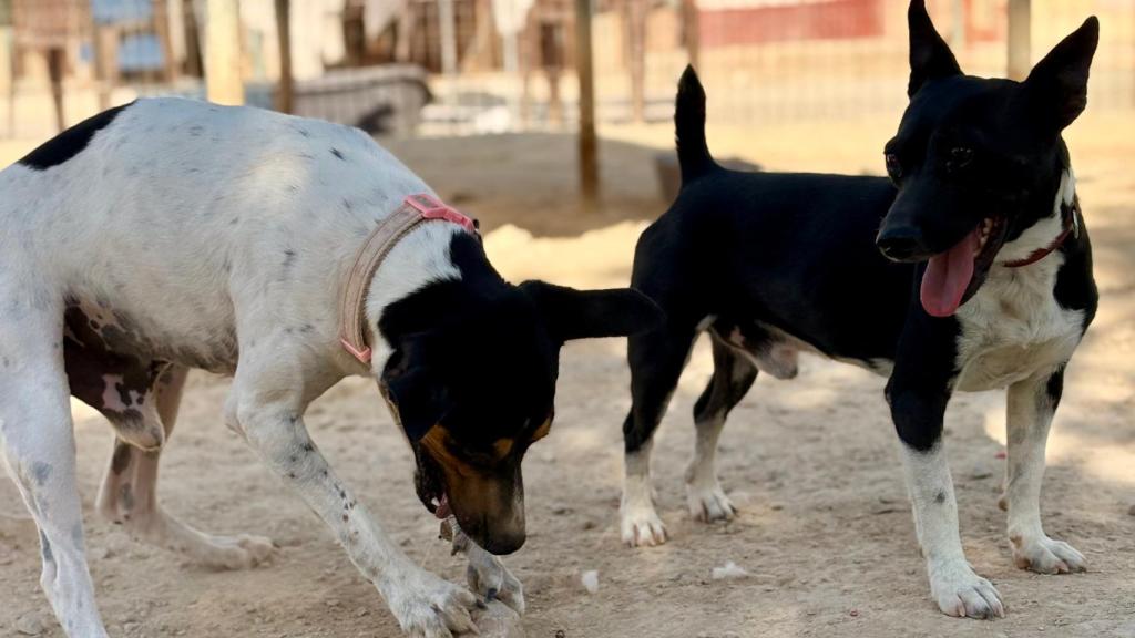 Ying y Yang, los dos inseparables de Asoka