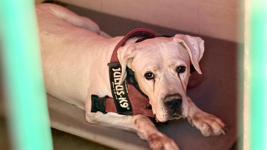 El bueno y grande de Danko