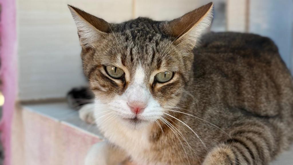 A Simba su dueño lo dejó solo en su piso antes de marcharse para siempre