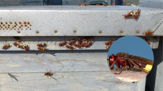 Montaje avispón oriental.