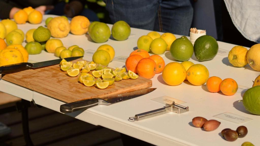 Cata de cítricos en la fundación. Foto: Todolí Citrus Foundation