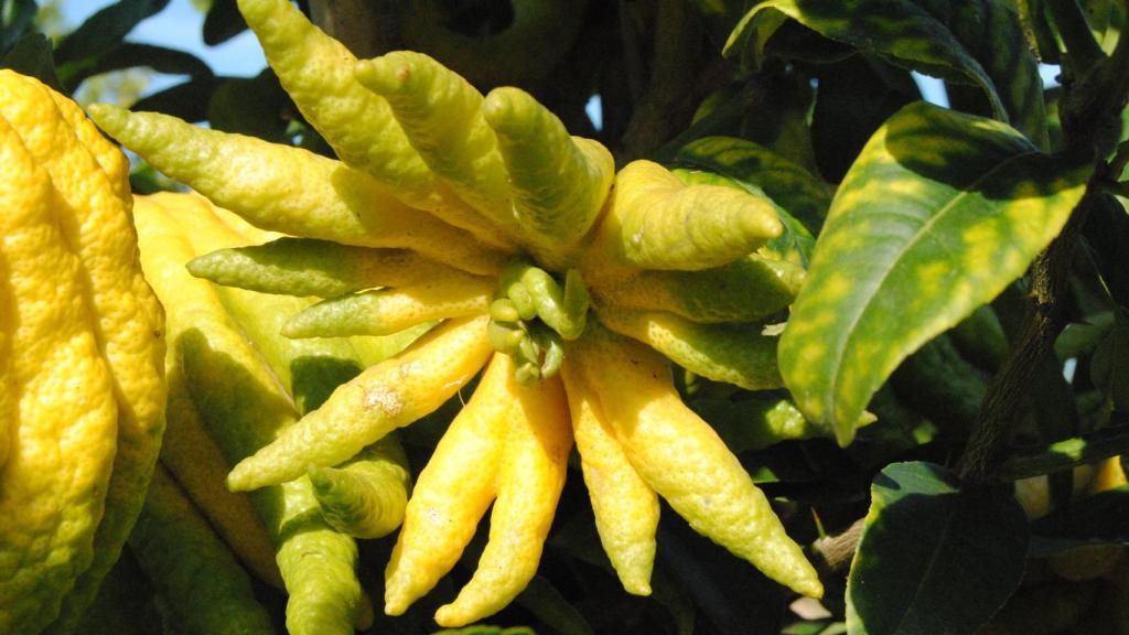 Un ejemplar de 'finger lime' plantado en Palmera. Foto: Todolí Citrus Foundation