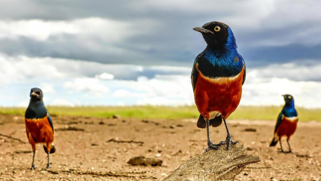 Estornino soberbio en el Serengeti, Tanzania.