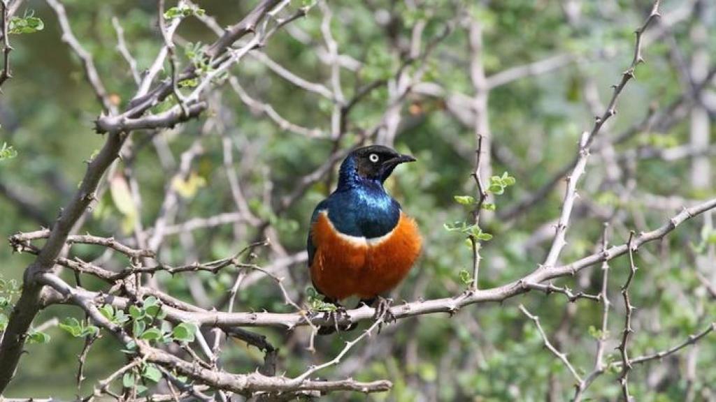Un estornino soberbio.