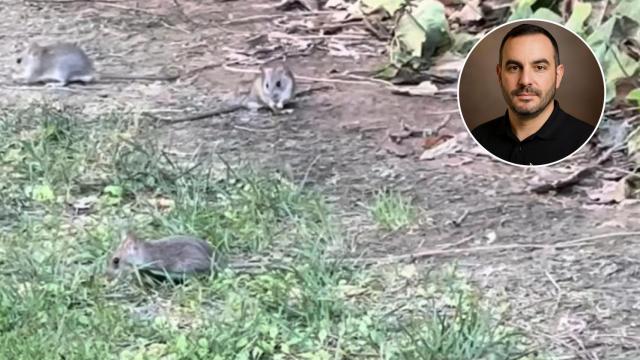 Imagen de ratas en un parque de Zaragoza y el experto Álvaro López.