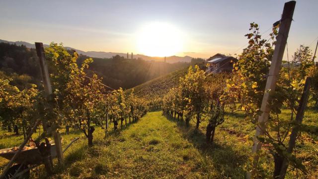 Vistas de un viñedo.