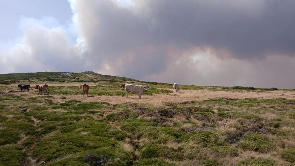 Vacas pastando en el parque natural del Lago de Sanabria, con el humo de los incendios de fondo