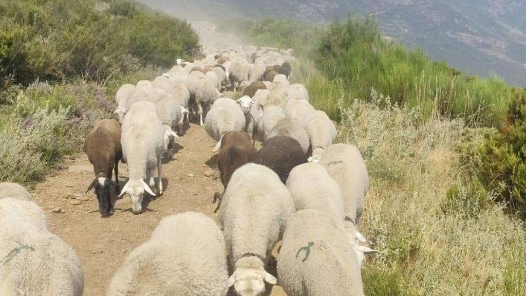 Ovejas de Alberto por el parque natural