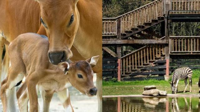 Esta especie es originaria de países como Indonesia.