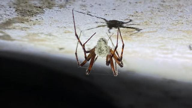 En la imagen se puede ver a una araña infectada con un hongo cubriendo su cabeza y cuerpo.
