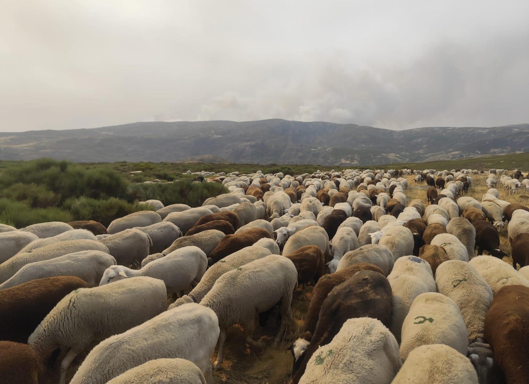 Las ovejas de Alberto bajando por la sierra durante el incendio